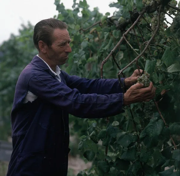 Viticultor histórico de Dom Bardo en el Valle del Salnés, Galicia, años 80