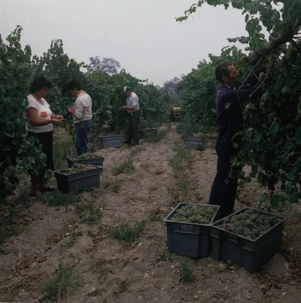Vendimia albariño en el Valle del Salnés, bodega Dom Bardo, Rías Baixas