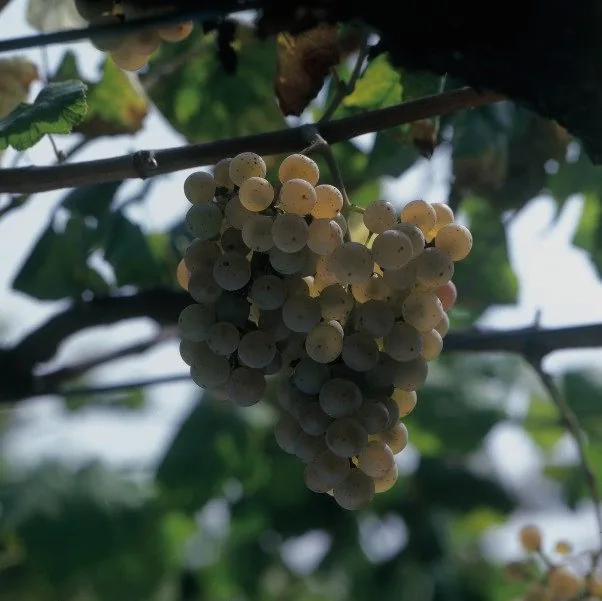 Racimos de uva albariño en maduración · Dom Bardo · Valle del Salnés