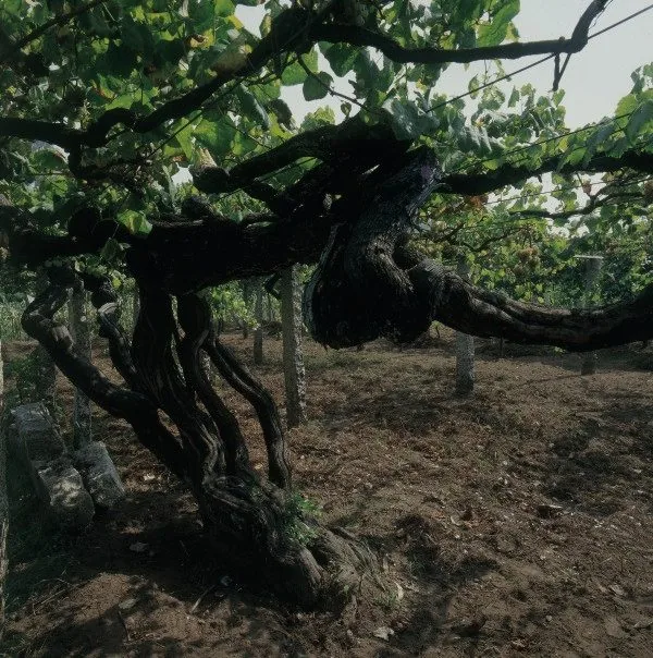 Vid centenaria albariño · Valle del Salnés · Dom Bardo Galicia