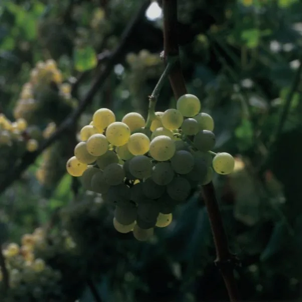 Uvas albariño en cepa · Viñedo Dom Bardo · D.O. Rías Baixas